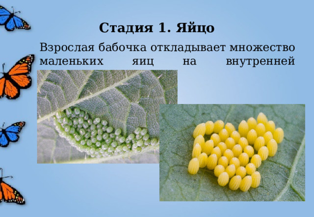 Стадия 1. Яйцо  Взрослая бабочка откладывает множество маленьких яиц на внутренней поверхности листа. 