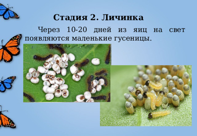 Стадия 2. Личинка  Через 10-20 дней из яиц на свет появляются маленькие гусеницы. 