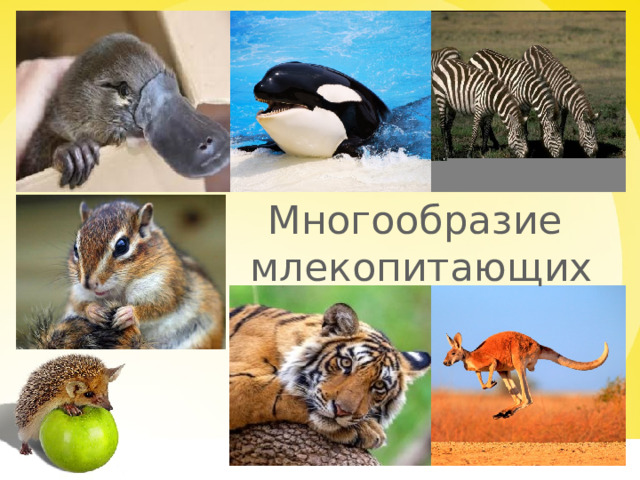 Многообразие  млекопитающих 