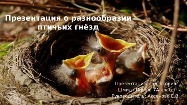Презентация о разнообразии птичьих гнёзд Презентацию подготовил Шмидт Павел, 7А класс Руководитель: Аксенова Е.В. 