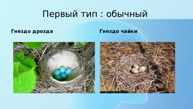 Первый тип : обычный Гнездо дрозда Гнездо чайки 