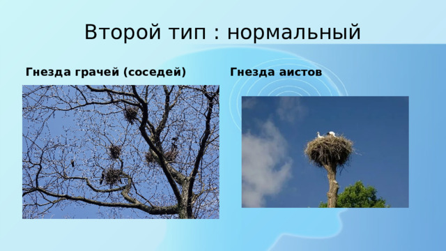 Второй тип : нормальный Гнезда грачей (соседей) Гнезда аистов 