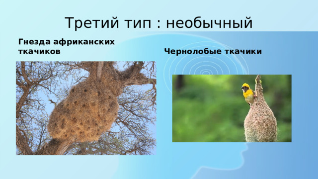 Третий тип : необычный Гнезда африканских ткачиков Чернолобые ткачики 