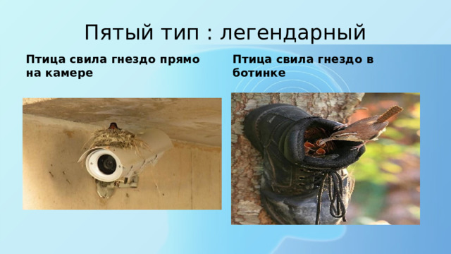 Пятый тип : легендарный Птица свила гнездо прямо на камере Птица свила гнездо в ботинке 