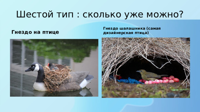 Шестой тип : сколько уже можно? Гнездо на птице Гнездо шалашника (самая дизайнерская птица) 