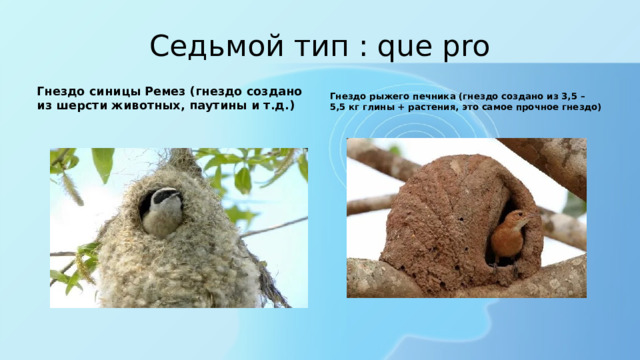 Седьмой тип : que pro Гнездо синицы Ремез (гнездо создано из шерсти животных, паутины и т.д.) Гнездо рыжего печника (гнездо создано из 3,5 – 5,5 кг глины + растения, это самое прочное гнездо) 
