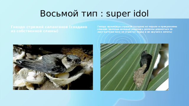 Восьмой тип : super idol Гнездо стрижей саланганов (создано из собственной слюны) Гнездо пальмовых стрижей (создано из перьев и прикреплено слюной, малыши которые родились должны держаться за лист когтями пока не отрастут перья и не научатся летать) 