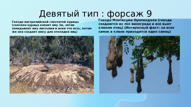 Девятый тип : форсаж 9 Гнездо Монтесума Оропендола (гнезда создаются из лоз винограда и все вьют кланом птиц) (Интересный факт: на всех самок в клане приходится один самец) Гнездо австралийской глазчатой курицы (сначала курица копает яму 1м, затем закидывает яму листьями и всем что есть, потом же она создает ямку для откладки яиц) 