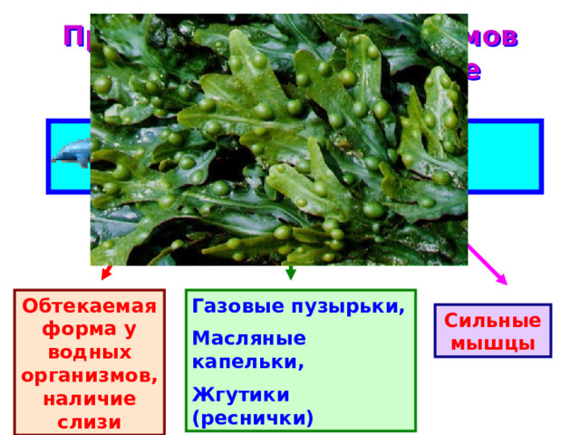 Приспособление организмов к жизни в водной среде Движение в воде Вода – плотная среда Обтекаемая форма у водных организмов, наличие слизи Газовые пузырьки, Масляные капельки, Жгутики (реснички) Сильные мышцы 