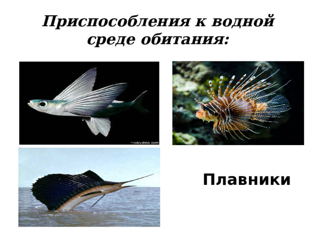 Приспособления к водной среде обитания: Плавники 
