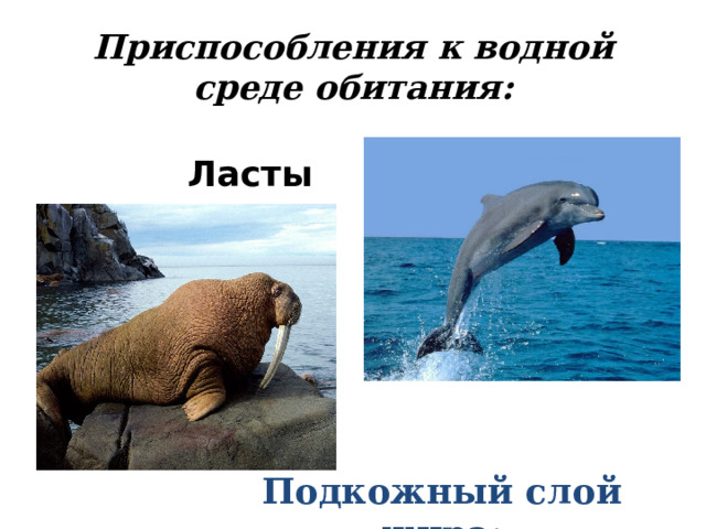 Приспособления к водной среде обитания: Ласты  Подкожный слой жира: 