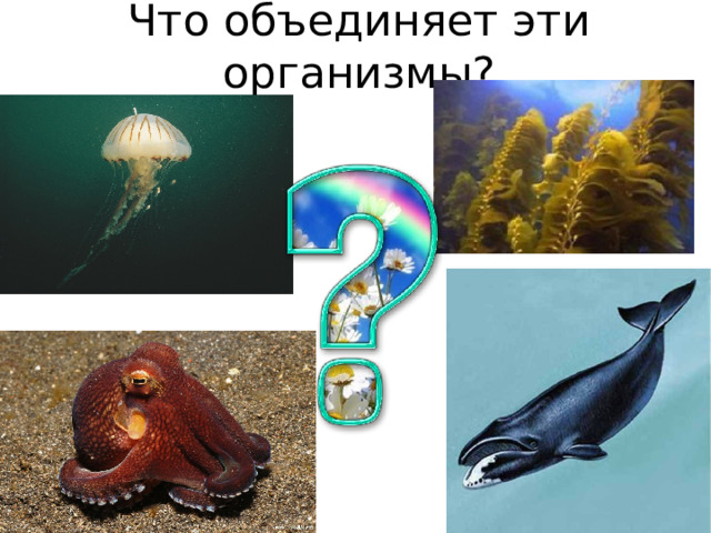 Что объединяет эти организмы? 