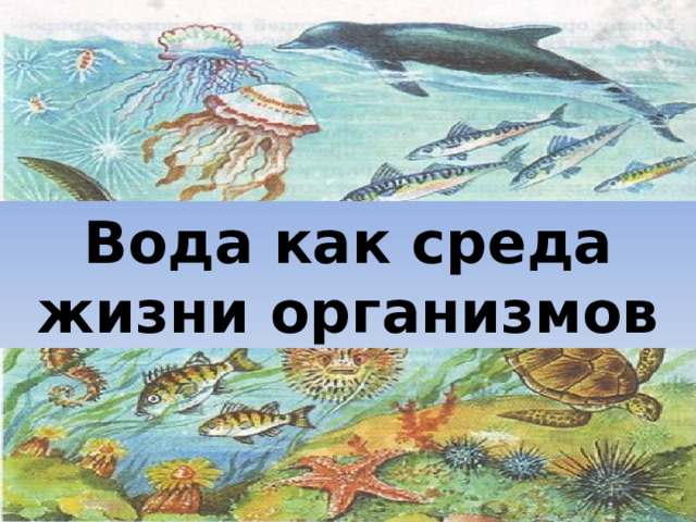 Вода как среда жизни организмов 