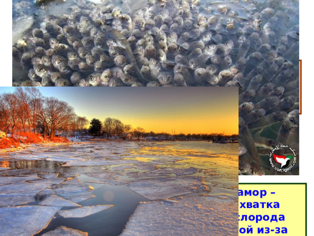 Температура воды Изменяется медленно и постепенно Зимовка в иле на дне водоема На дне водоема температура всегда 4 ºС Кислород Поступает из воздуха и от зеленых водных растений Меньше, чем в воздухе Замор – нехватка кислорода зимой из-за льда и снега 