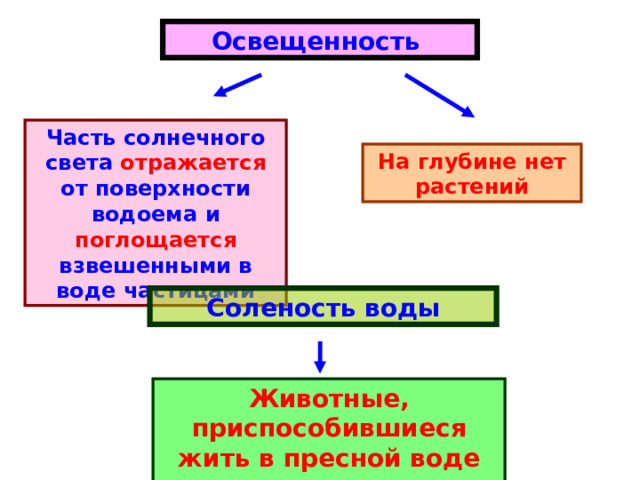 Освещенность Часть солнечного света отражается от поверхности водоема и поглощается взвешенными в воде частицами На глубине нет растений Соленость воды Животные, приспособившиеся жить в пресной воде не могут жить в соленой и наоборот 