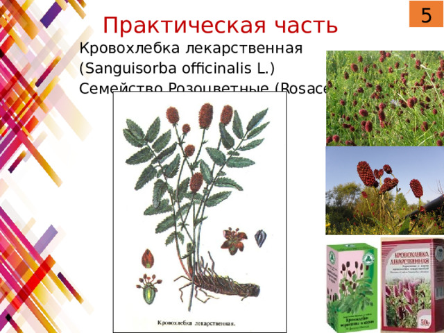 5 Практическая часть Кровохлебка лекарственная (Sanguisorba officinalis L.) Семейство Розоцветные (Rosaceae) 