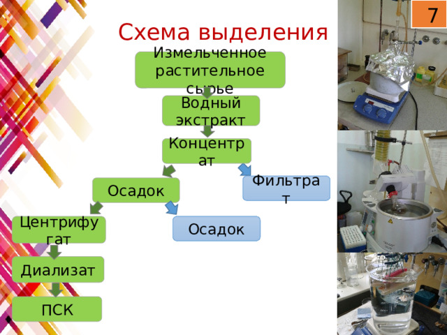 7 Схема выделения ПСК Измельченное растительное сырье Водный экстракт Концентрат Фильтрат Осадок Осадок Центрифугат Диализат ПСК 