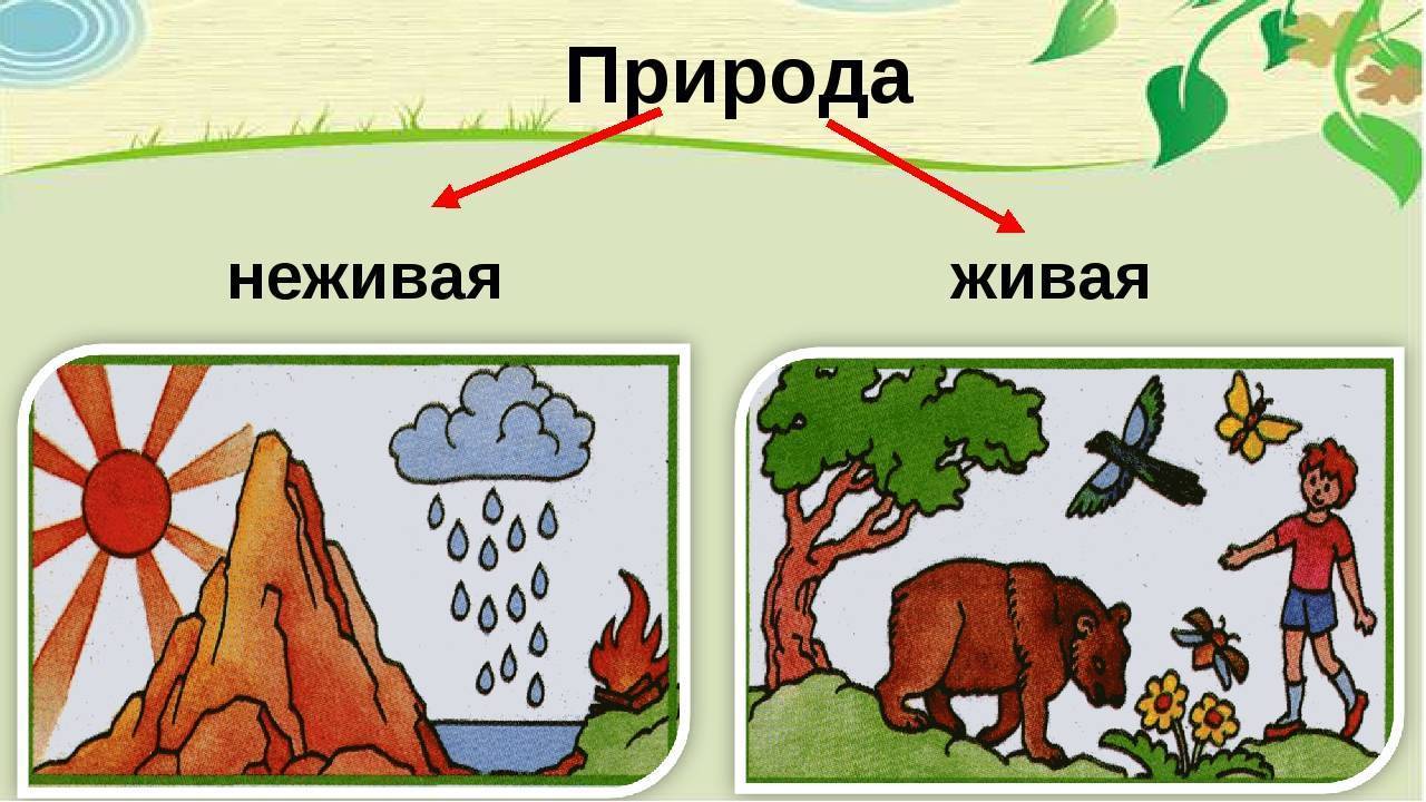 Рисунки по окружающему миру 3 класс