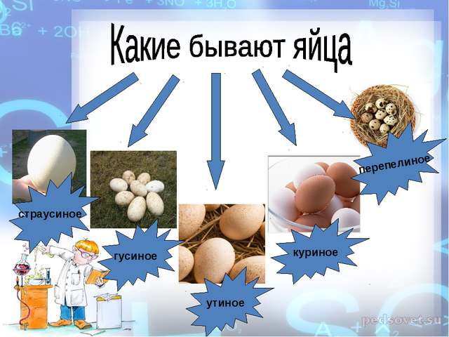 Готовые исследовательские работы младших школьников с презентацией про яйцо