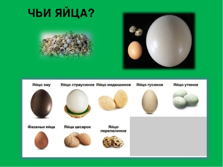 На каких картах какие яйца. Чье это яйцо. Различные виды яиц. Яйца птиц с названиями. Определитель птичьих яиц.