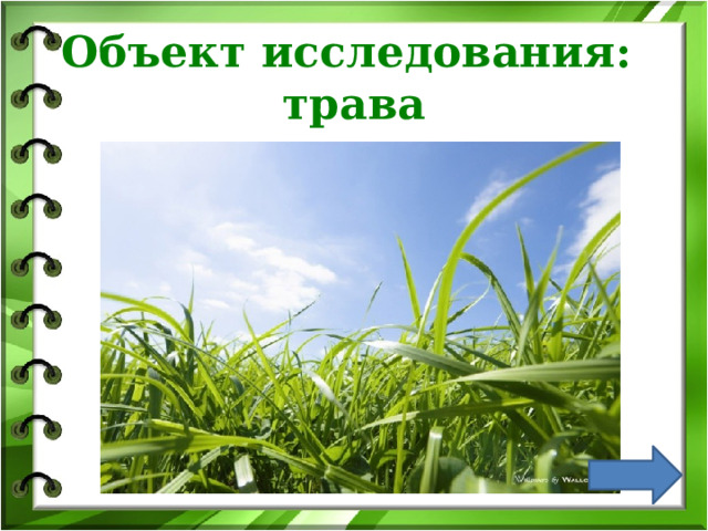 Объект исследования:  трава 
