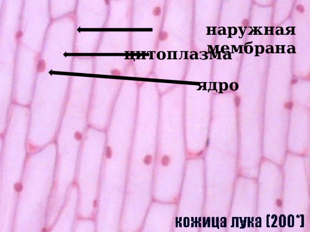 наружная мембрана цитоплазма ядро 
