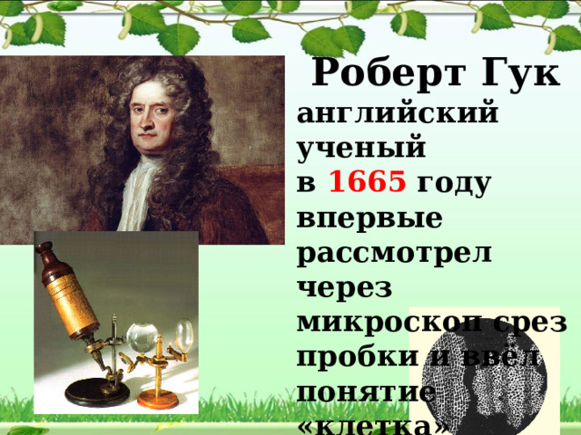 Роберт Гук английский ученый в 1665 году впервые рассмотрел через микроскоп срез пробки и ввёл понятие «клетка» 