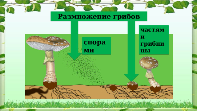 Размножение грибов частями грибницы спорами 