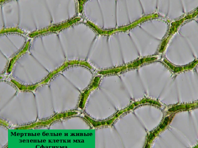 Мертвые белые и живые зеленые клетки мха Сфагнума 