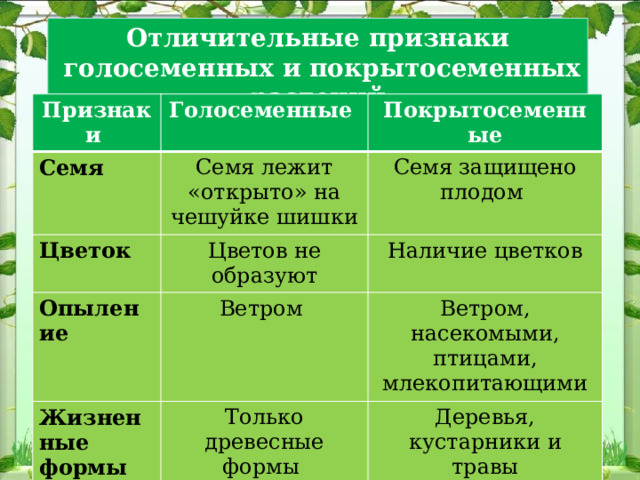 Отличительные признаки  голосеменных и покрытосеменных растений Признаки Семя Голосеменные Цветок Семя лежит «открыто» на чешуйке шишки Покрытосеменные Семя защищено плодом Цветов не образуют Опыление Наличие цветков Ветром Жизненные формы Ветром, насекомыми, птицами, млекопитающими Только древесные формы Деревья, кустарники и травы 