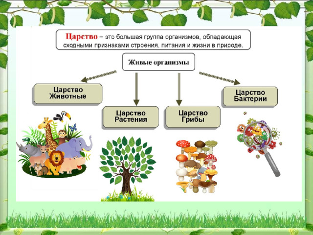 Как подготовить проект по биологии 5 класс