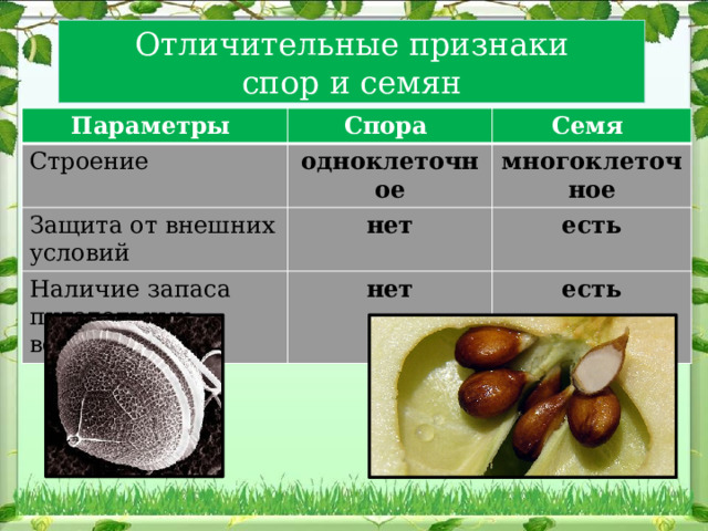 Отличительные признаки спор и семян Параметры Спора Строение Семя одноклеточное Защита от внешних условий многоклеточное нет Наличие запаса питательных веществ есть нет есть 
