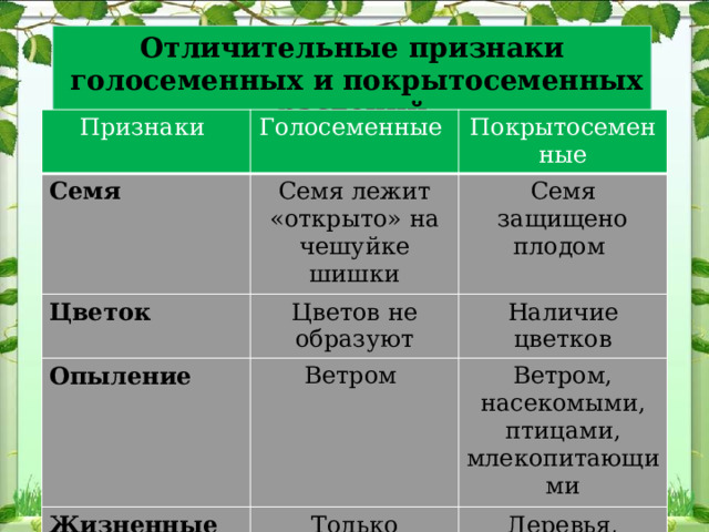 Отличительные признаки  голосеменных и покрытосеменных растений Признаки Семя Голосеменные Цветок Семя лежит «открыто» на чешуйке шишки Покрытосеменные Семя защищено плодом Цветов не образуют Опыление Наличие цветков Ветром Жизненные формы Ветром, насекомыми, птицами, млекопитающими Только древесные формы Деревья, кустарники и травы 