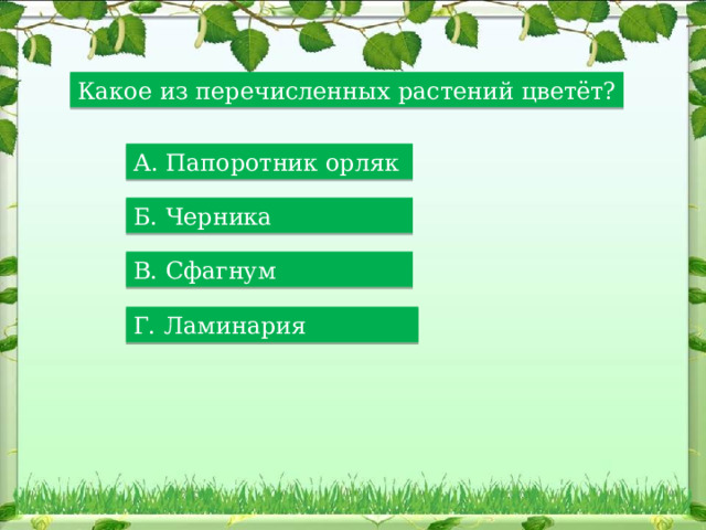 Какое из перечисленных растений цветёт? А. Папоротник орляк Б. Черника В. Сфагнум Г. Ламинария 