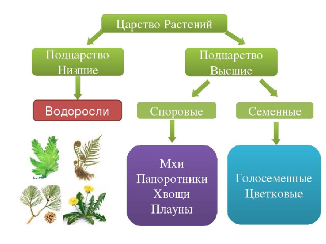 Схемы растений в биологии