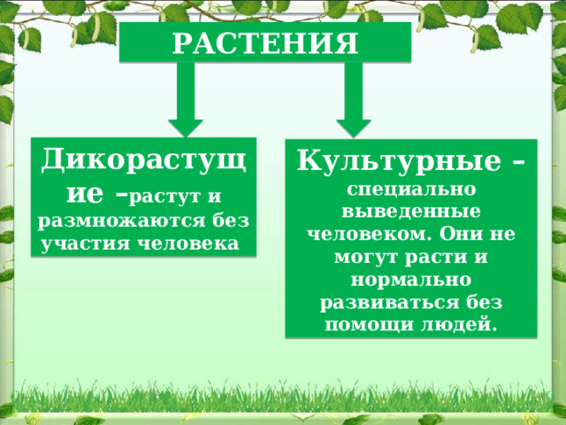 РАСТЕНИЯ Дикорастущие – растут и размножаются без участия человека Культурные – специально выведенные человеком. Они не могут расти и нормально развиваться без помощи людей. 