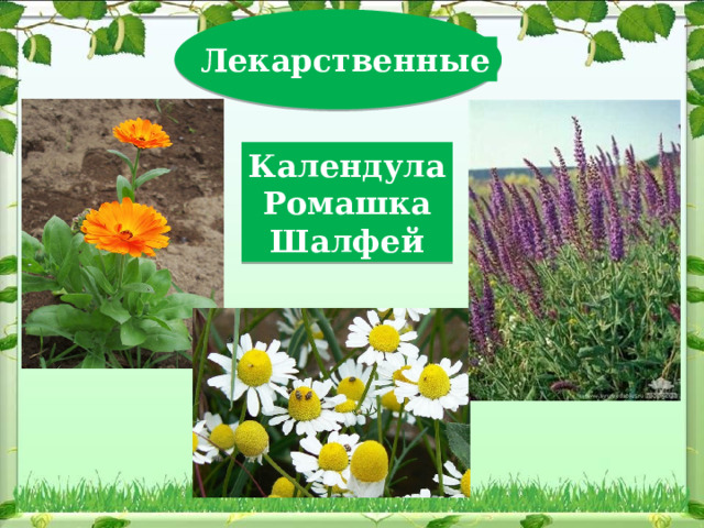  Лекарственные Календула Ромашка Шалфей 