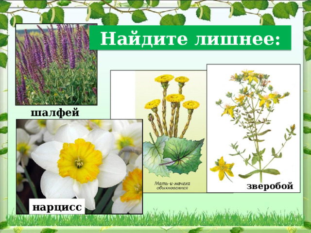 Найдите лишнее: шалфей зверобой нарцисс 