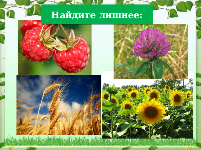 Найдите лишнее: 
