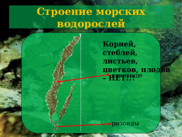 Строение морских водорослей Корней, стеблей, листьев, цветков, плодов – НЕТ!!! слоевище Давай внимательно рассмотрим строение морской водоросли. Вот ламинария. На первый взгляд, кажется, что у нее есть корни, которыми она прочно держится за камни, стебельки и длинные, слегка гофрированные листья. Однако, изучив строение этой водоросли, исследовав ее различные части под микроскопом, ученые выяснили, что у нее нет настоящих корней, стебля и листьев. Основная пластина, которую, на первый взгляд, вполне можно принять за лист,  - это слоевище. В нем нет таких сложных клеточных структур, как в настоящем листе.  Гораздо проще, чем настоящие корни, устроены и ризоиды, прочно удерживающие водоросль на грунте. Их задача - укрепить водоросль, но не всасывать воду. Зачем?! Ведь вода окружает ламинарию со всех сторон. ризоиды  9 