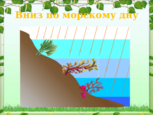 Вниз по морскому дну В клетках красных и бурых водорослей (так же, как и в зеленых) протекают процессы фотосинтеза. А это значит, что им необходим свет - одним меньше, другим больше. Солнечный свет состоит из смеси лучей разного цвета. В глубину водоемов проникают, в основном, синие и фиолетовые лучи. Лучше всего они поглощаются предметами красного цвета. Постепенно опускаясь все глубже в море, мы бы увидели, что состав подводного леса с увеличением глубины меняется.  На глубинах примерно до 30 метров встречаются зеленые водоросли.  Опускаясь еще глубже, мы видим, что в подводном царстве становится все больше удивительных бурых водорослей. На большую глубину света поступает все меньше и меньше и здесь царят красные водоросли.  В клетках красных и бурых водорослей кроме хлорофилла содержатся и другие пигменты, которые придают им различную окраску и помогают улавливать свет. 9 9 