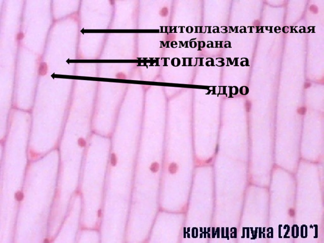 цитоплазматическая мембрана цитоплазма ядро 
