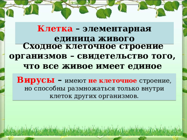 Клетка – элементарная единица живого  Сходное клеточное строение организмов – свидетельство того, что все живое имеет единое происхождение. Вирусы – имеют не клеточное строение, но способны размножаться только внутри клеток других организмов. 