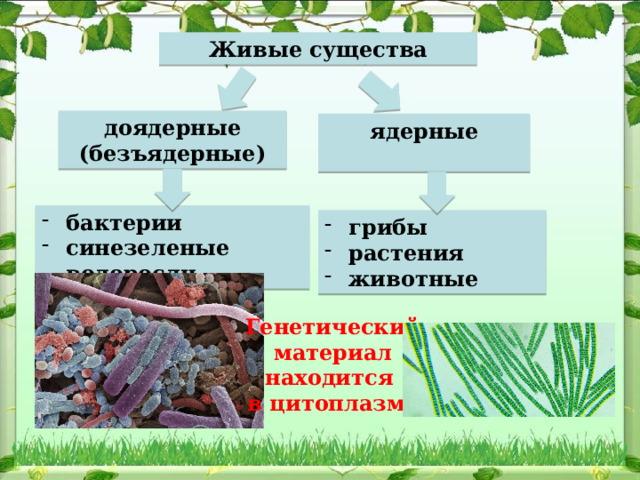 Живые существа доядерные (безъядерные) ядерные  бактерии синезеленые водоросли грибы растения животные Генетический материал находится в цитоплазме 