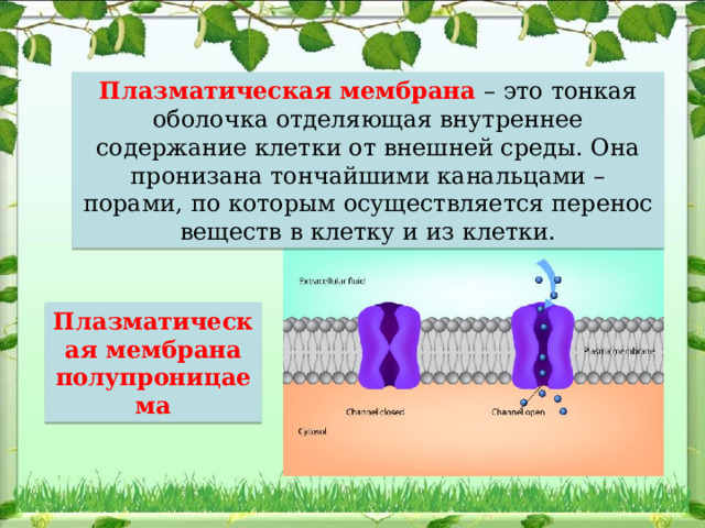 Плазматическая мембрана – это тонкая оболочка отделяющая внутреннее содержание клетки от внешней среды. Она пронизана тончайшими канальцами – порами, по которым осуществляется перенос веществ в клетку и из клетки. Плазматическая мембрана полупроницаема 