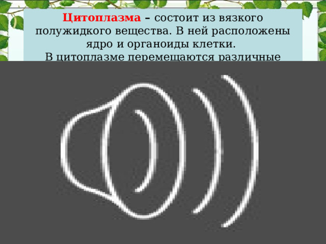 Цитоплазма – состоит из вязкого полужидкого вещества. В ней расположены ядро и органоиды клетки. В цитоплазме перемещаются различные вещества. 