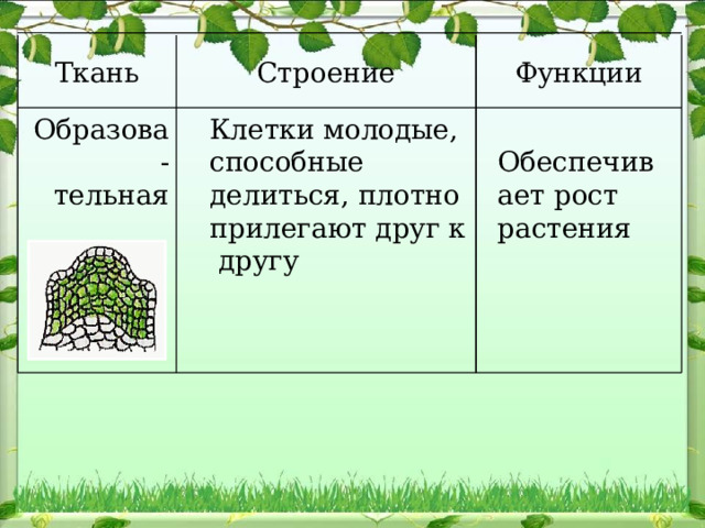 Функции Строение Ткань  Обеспечивает рост растения  Клетки молодые, способные делиться, плотно прилегают друг к другу Образова- тельная 