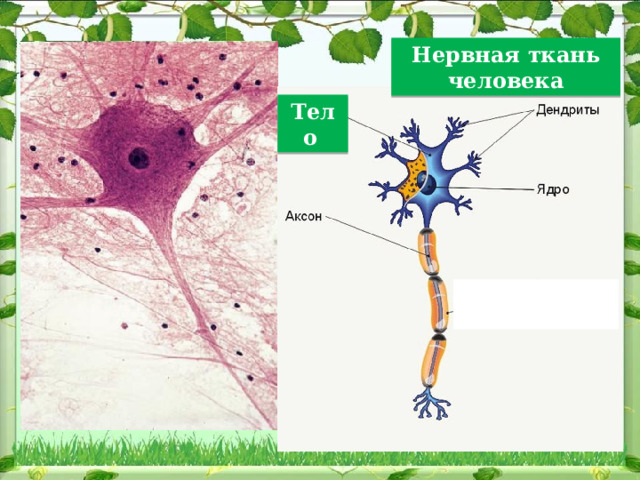 Нервная ткань человека Тело  