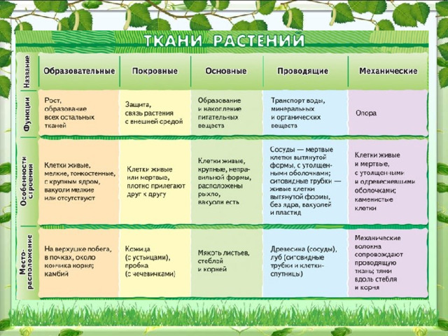 Тест по биологии 6 класс ткани растений