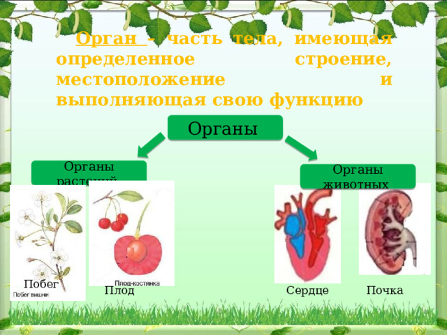 Орган – часть тела, имеющая определенное строение, местоположение и выполняющая свою функцию Органы Органы растений Органы животных Побег Сердце Почка Плод 